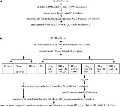 Hydrogen Sulfide Overproduction Is Involved in Acute Ischemic Cerebral Injury Under Hyperhomocysteinemia